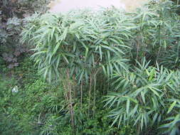 Image of arrow bamboo