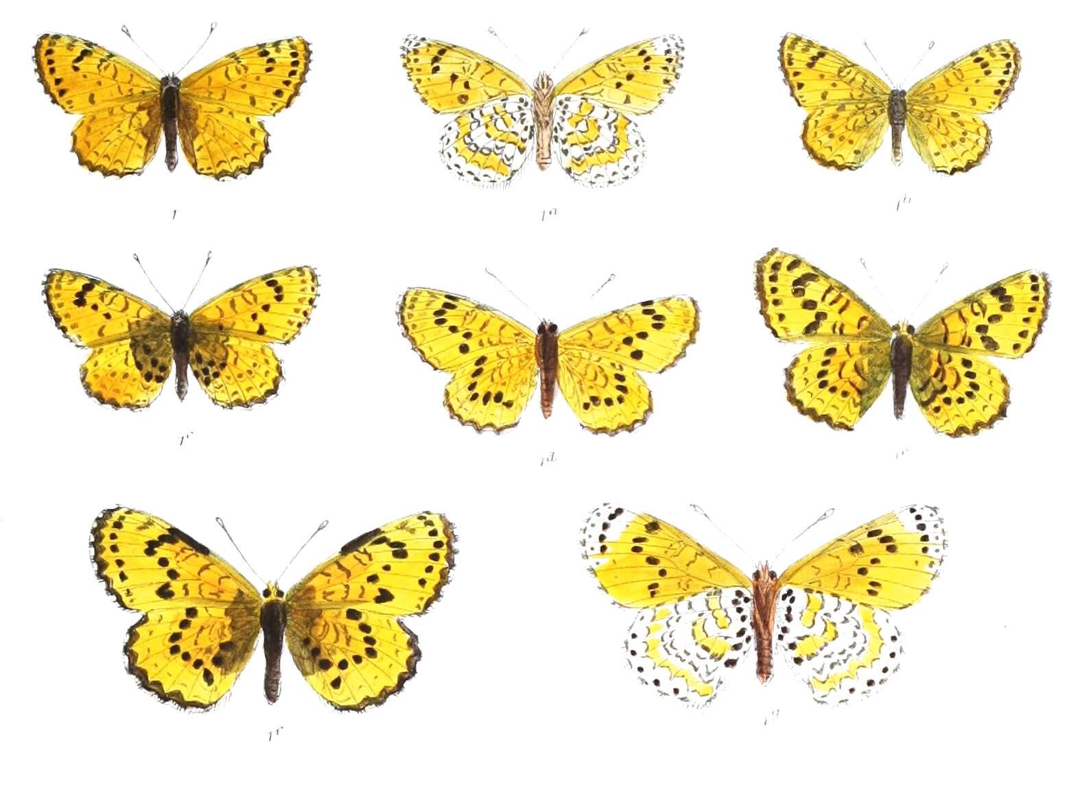 Image de Melitaea persea Kollar 1850