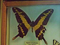 Image of Eastern Giant Swallowtail