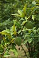 Image of Cathay Quince