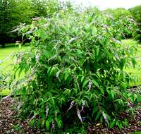 Image of Buddleja albiflora Hemsl.