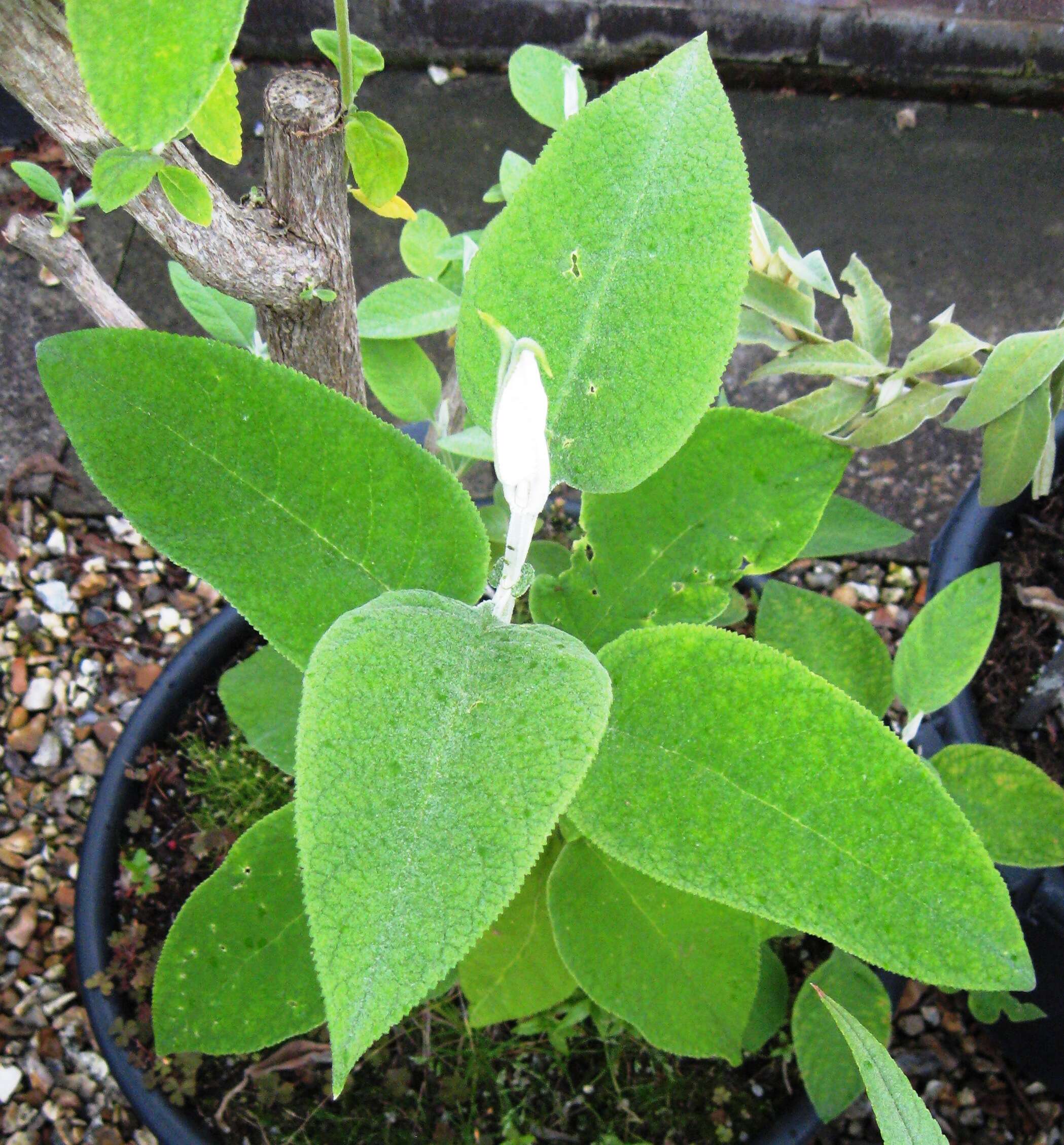 Image of Buddleja crotonoides A. Gray