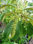 Image of Buddleja forrestii