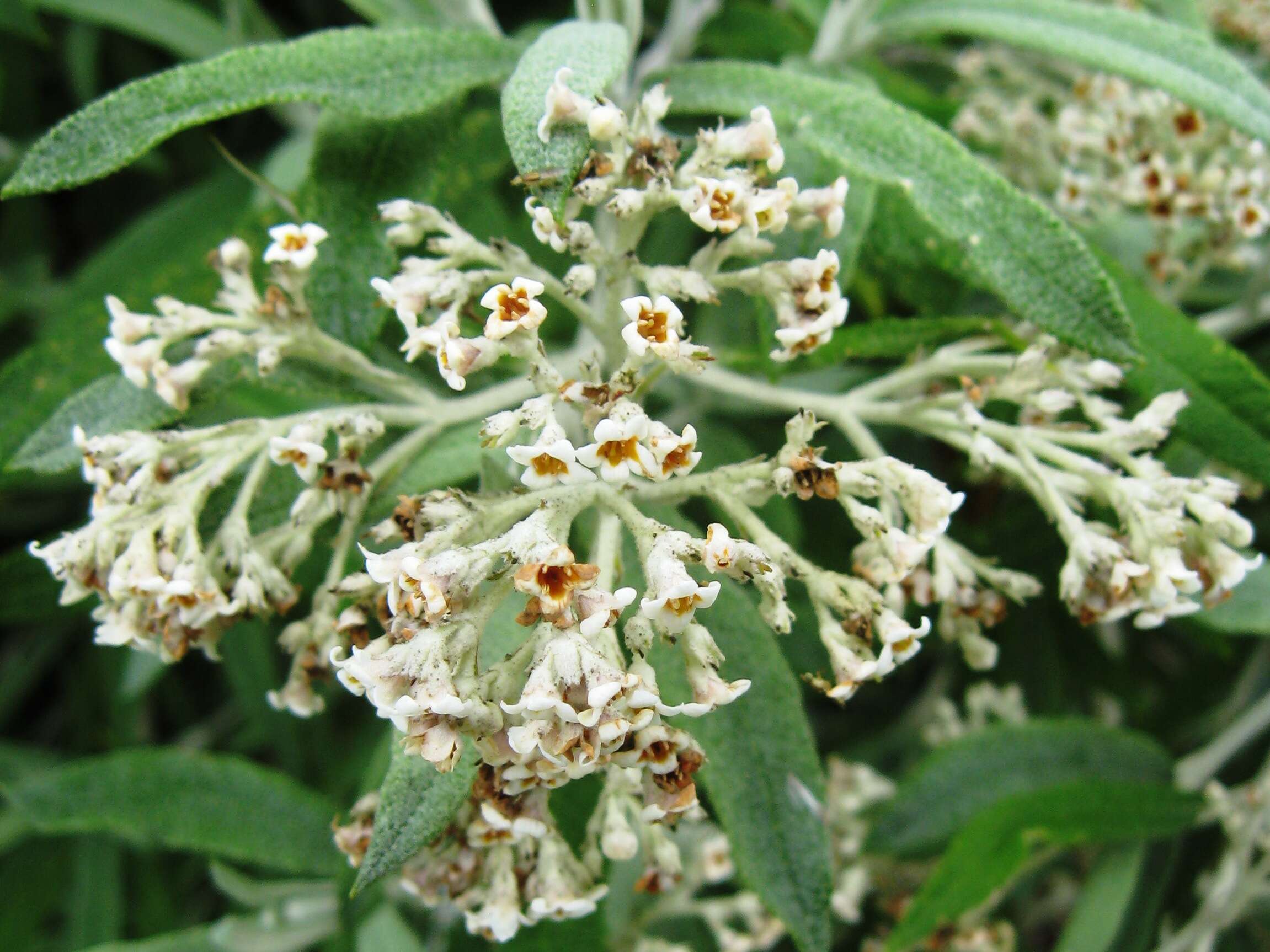 Image of Buddleja loricata Leeuwenberg