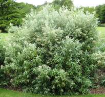 Image of Buddleja loricata Leeuwenberg