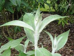 Image of Buddleja nivea Duthie