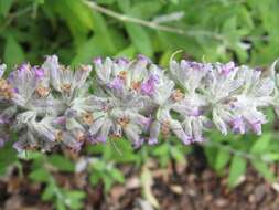 Image of Buddleja nivea Duthie