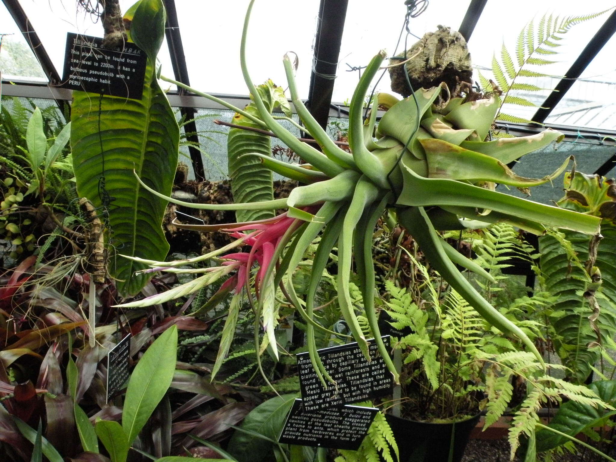 Image of Tillandsia streptophylla Scheidw.