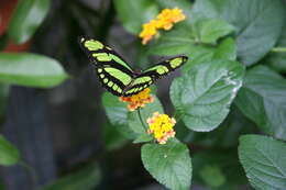 Image of dido longwing