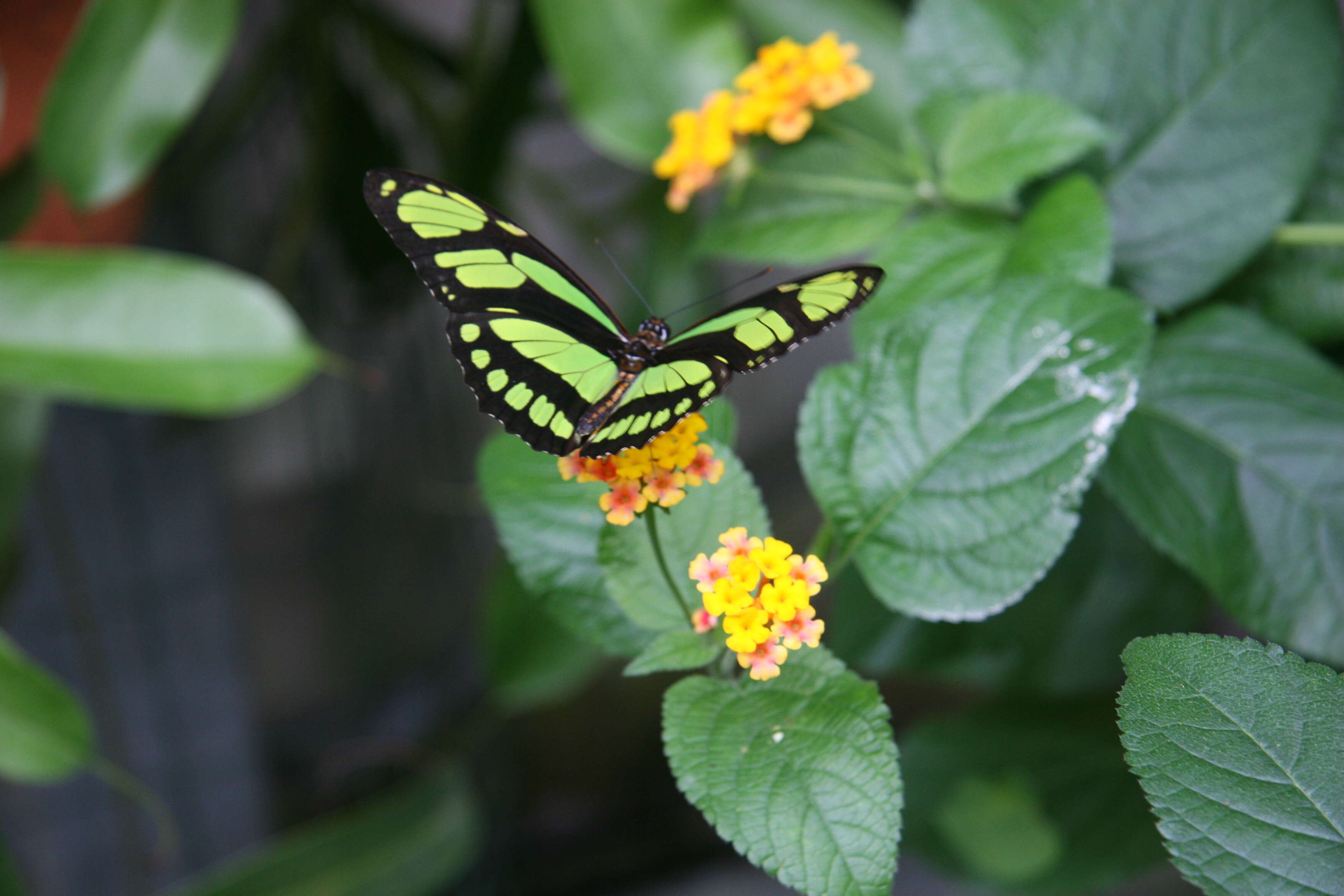 Image of dido longwing