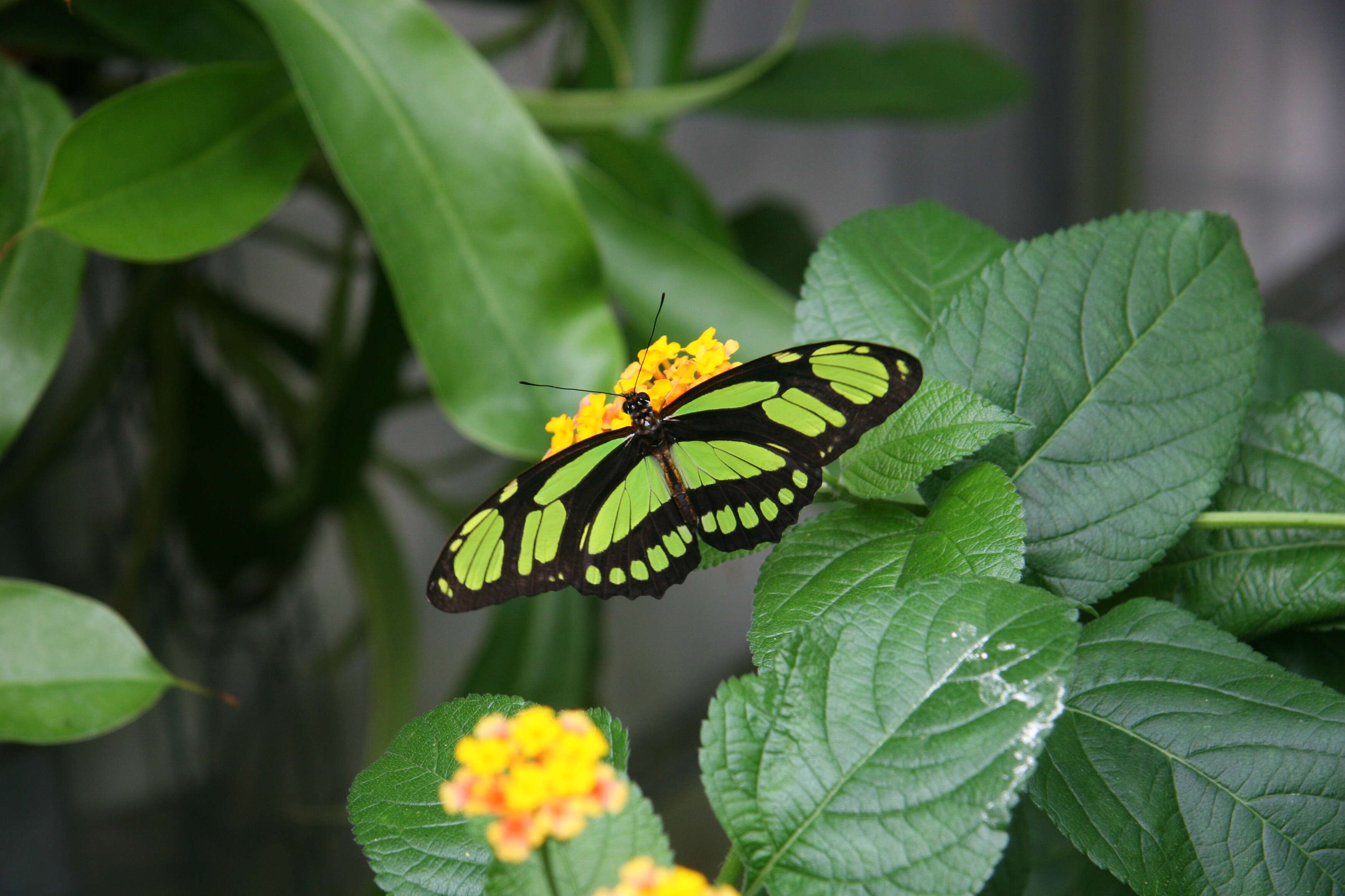 Image of dido longwing