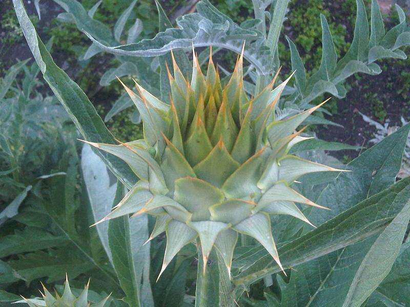 Image of cardoon