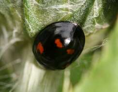 Imagem de Brumus quadripustulatus (Linnaeus 1758)