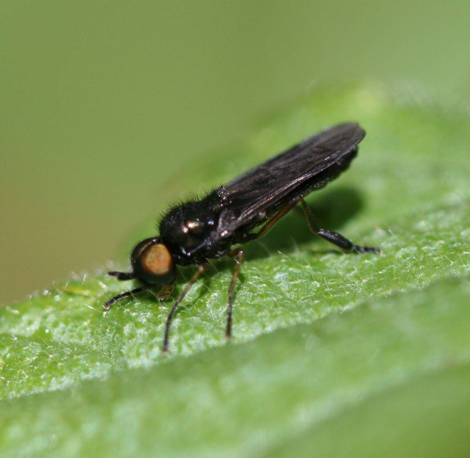 Image of Beris chalybata (Forster 1771)