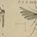 Imagem de Merrifieldia particiliata (Walsingham 1908)