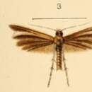 Image of Merrifieldia hedemanni (Rebel 1896)