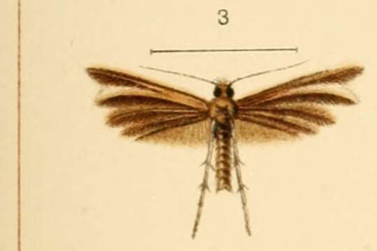 Image of Merrifieldia hedemanni (Rebel 1896)