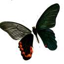 Image of Yellow-crested Spangle Butterfly