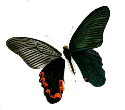 Image of Yellow-crested Spangle Butterfly