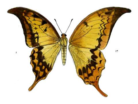 Image of Meandrusa payeni (Boisduval 1836)