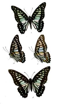 Plancia ëd Graphium chironides (Honrath 1884)