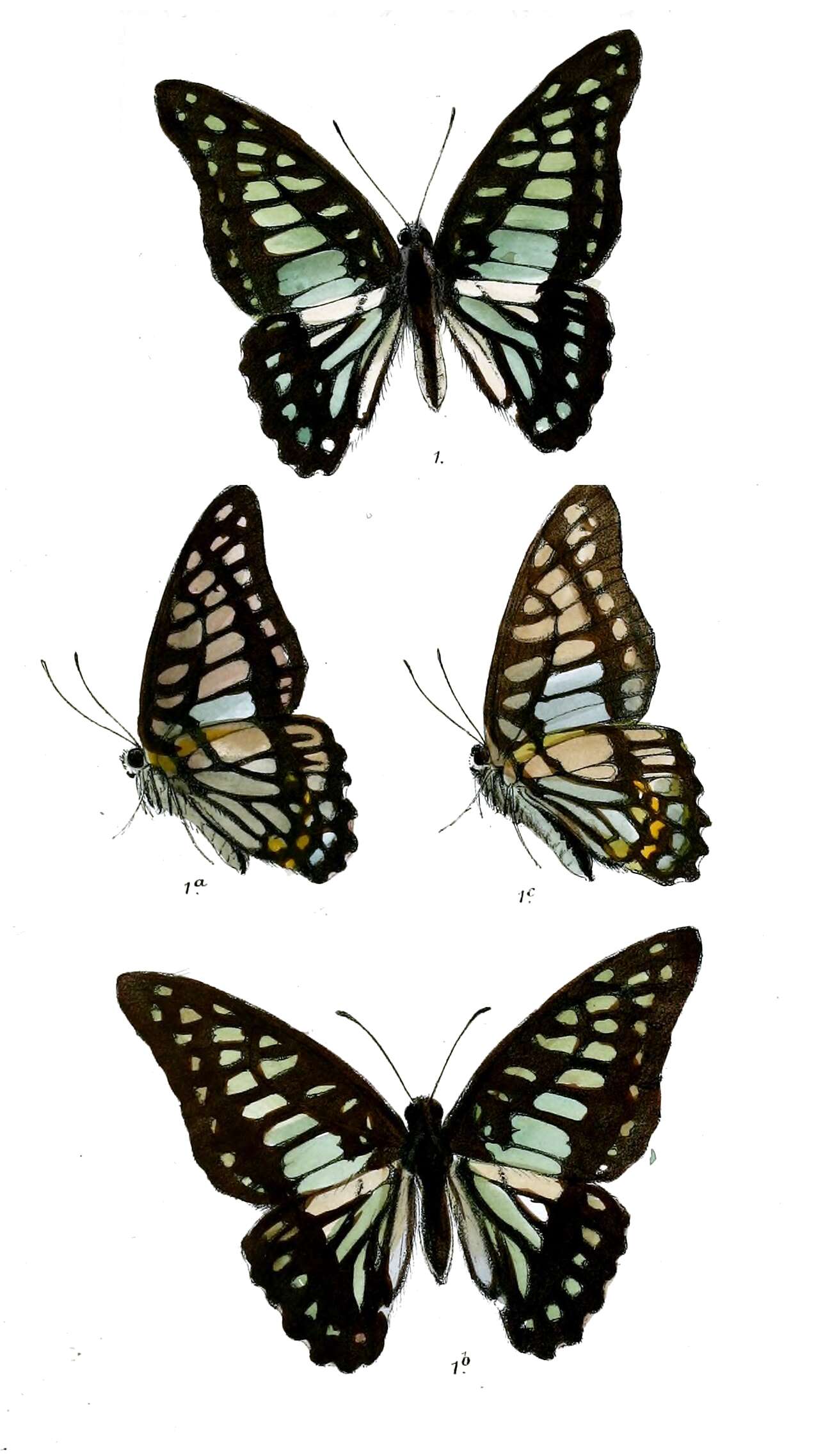 Слика од Graphium chironides (Honrath 1884)