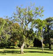 Image of Casearia gladiiformis Mast.