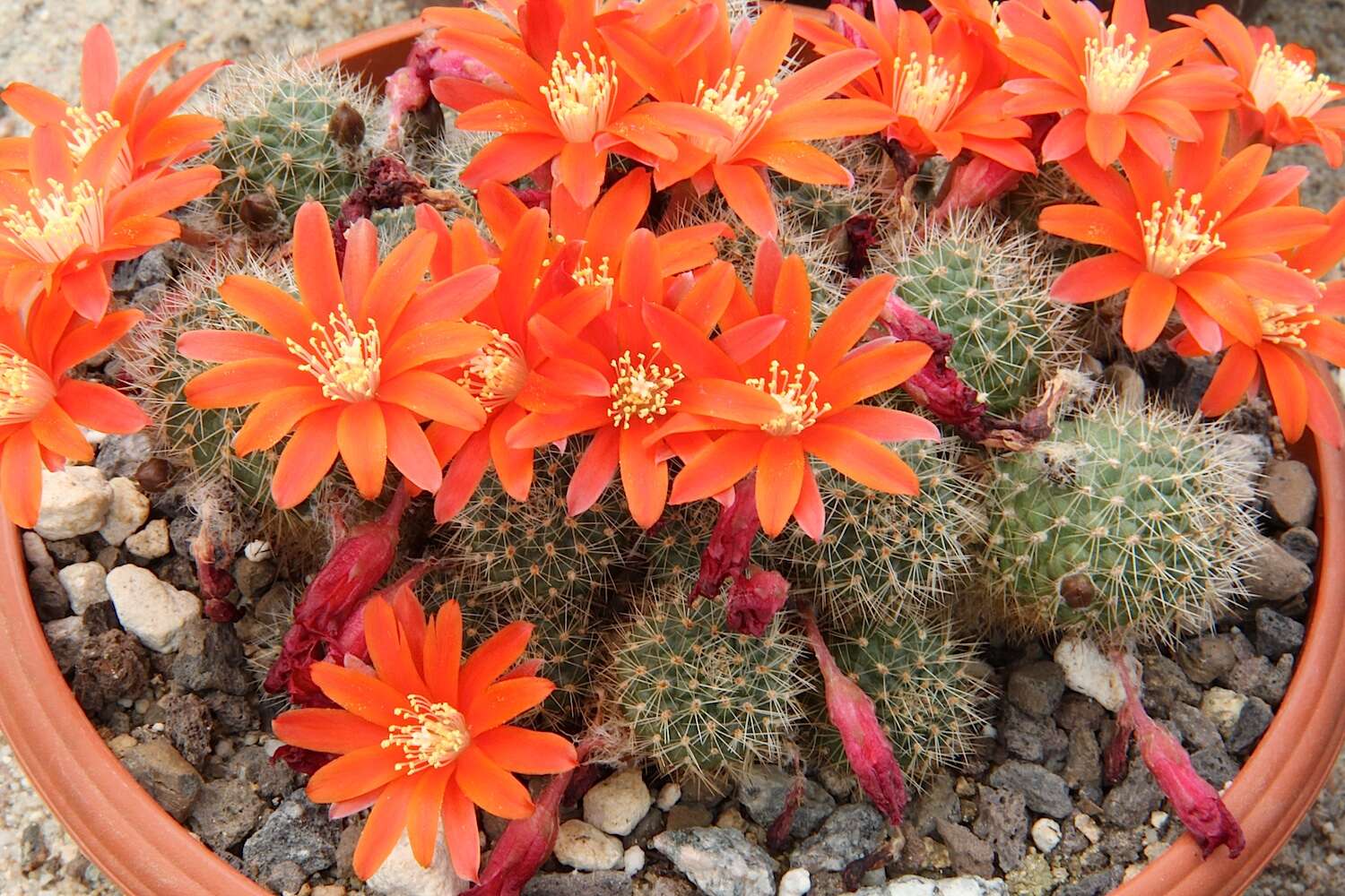 Image of Rebutia pulvinosa F. Ritter & Buining