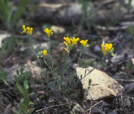 Image of Missouri bladderpod