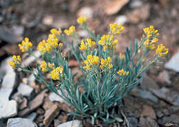 Image of Dudley Bluffs twinpod