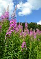 Image of Narrow-Leaf Fireweed