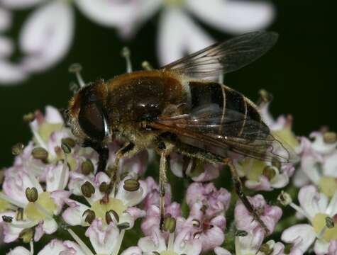 صورة <i>Eristalis nemorum</i>