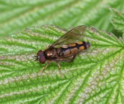 Image of Platycheirus scambus (Staeger 1843)