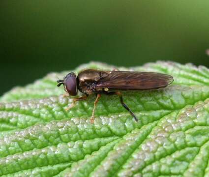 Image of Platycheirus scambus (Staeger 1843)