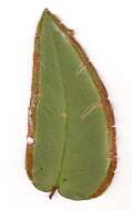 Image of Pellaea paradoxa (R. Br.) Hook.