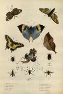 Image of Campylotes histrionicus Westwood 1839