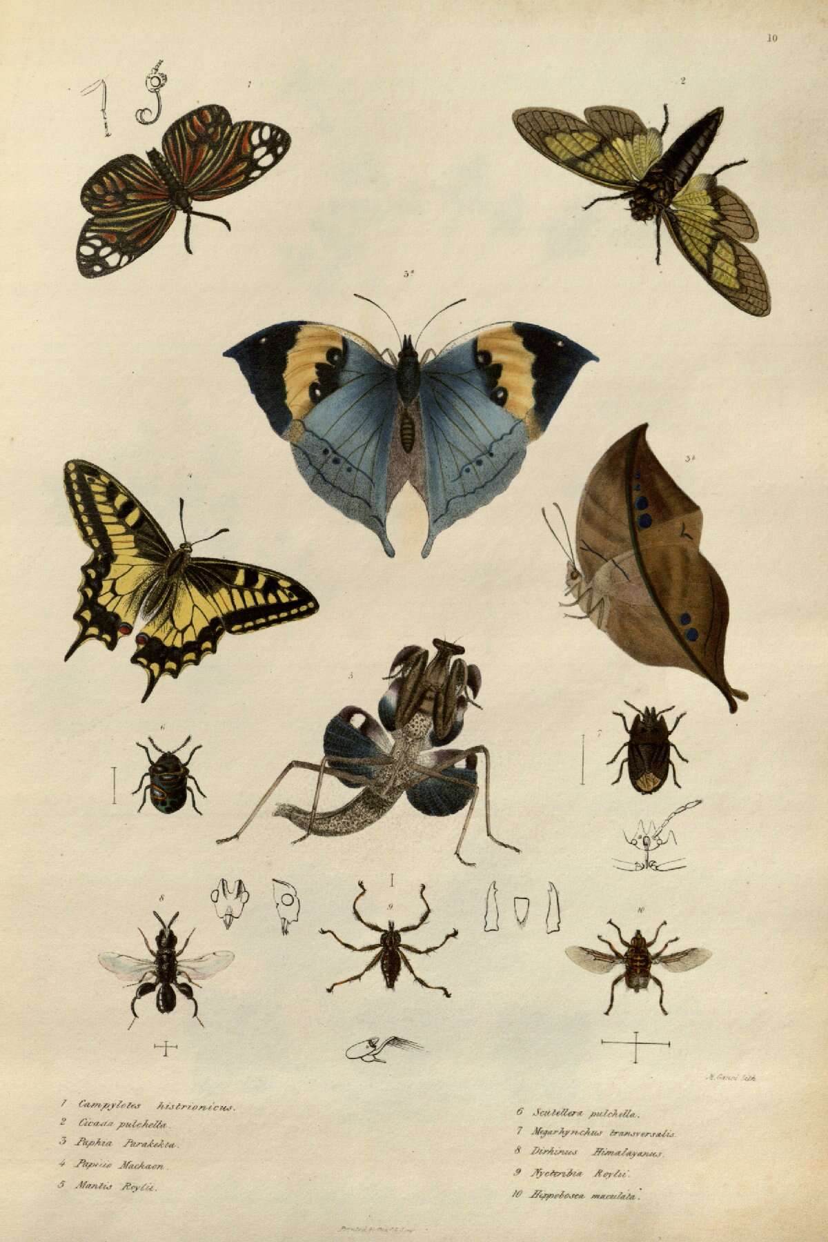 Image of Campylotes histrionicus Westwood 1839