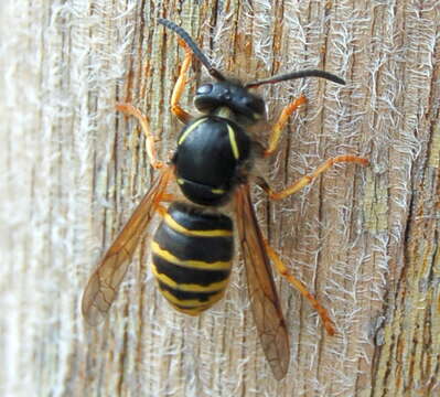 Image of Northern Aerial Yellowjacket