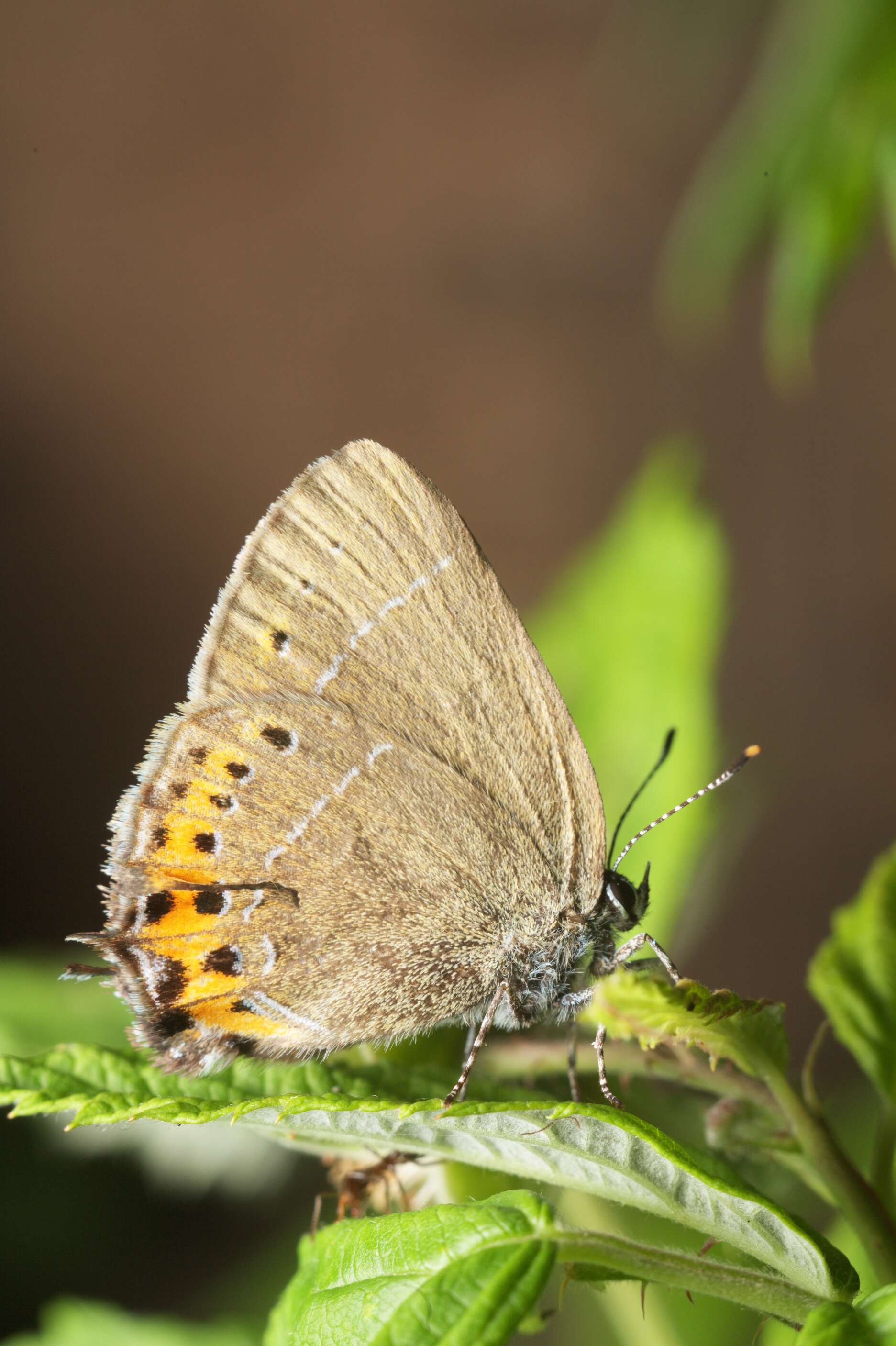 Image of Satyrium pruni