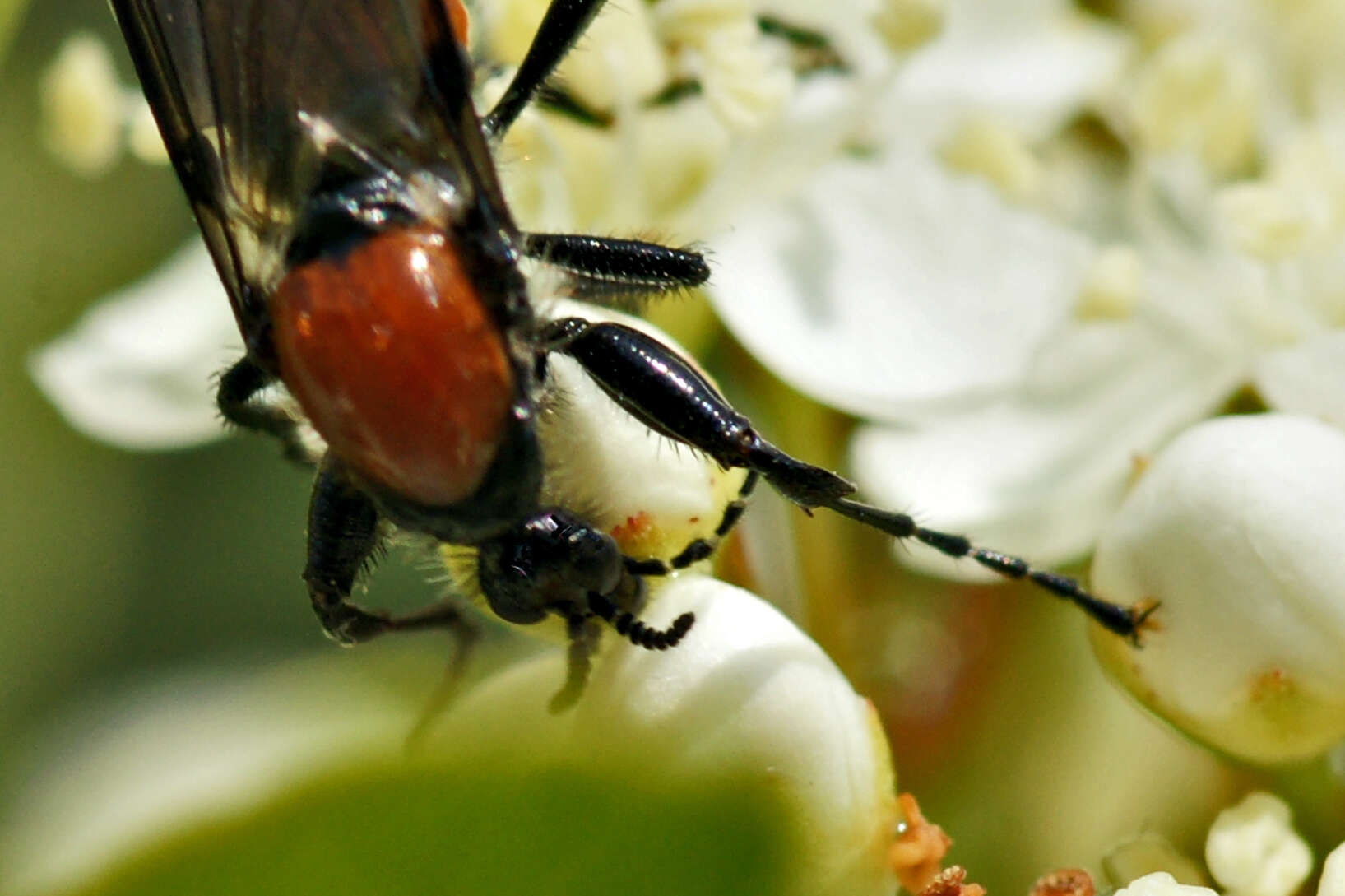 Imagem de Bibio hortulanus