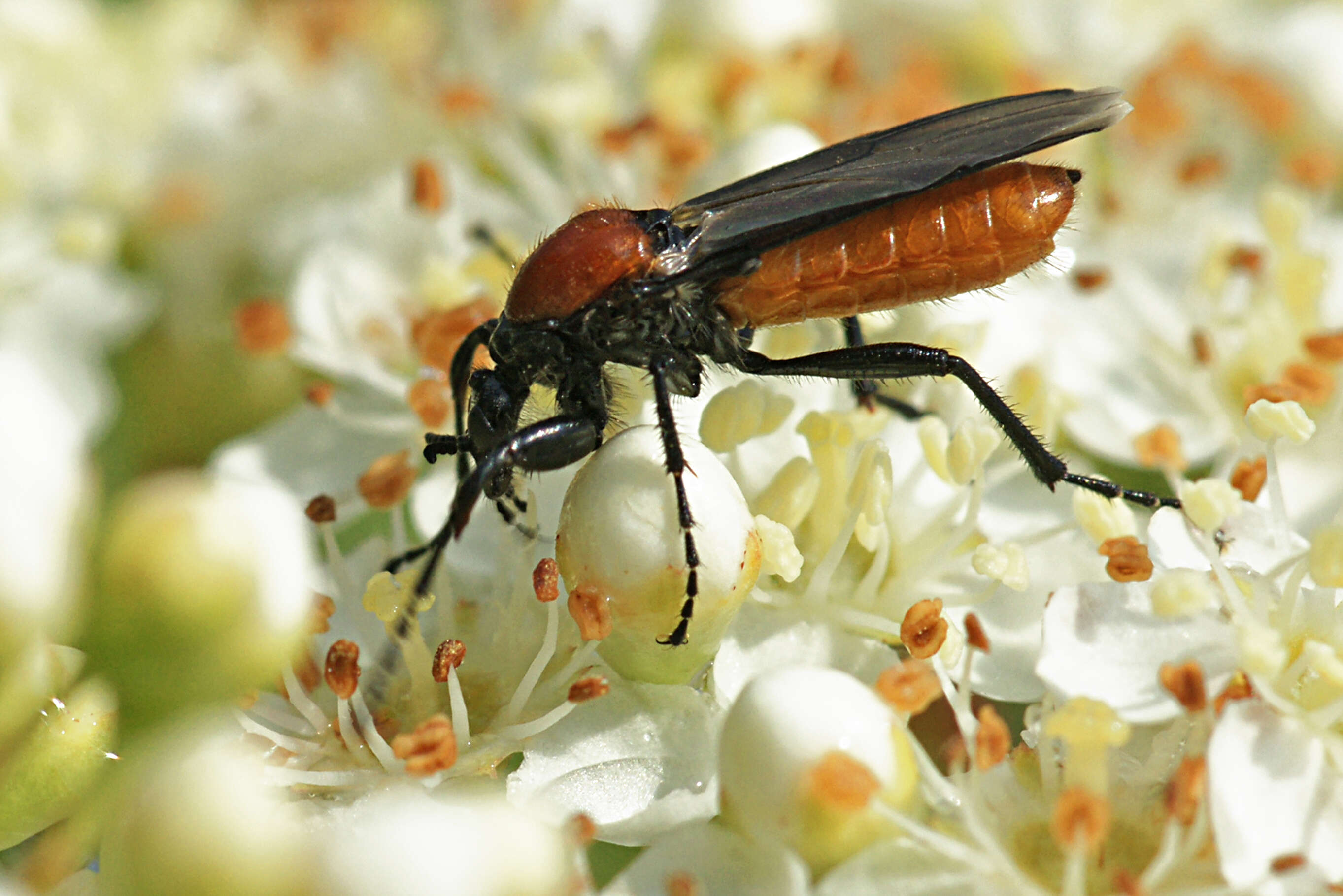 Imagem de Bibio hortulanus