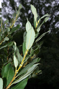 Imagem de Salix cinerea L.