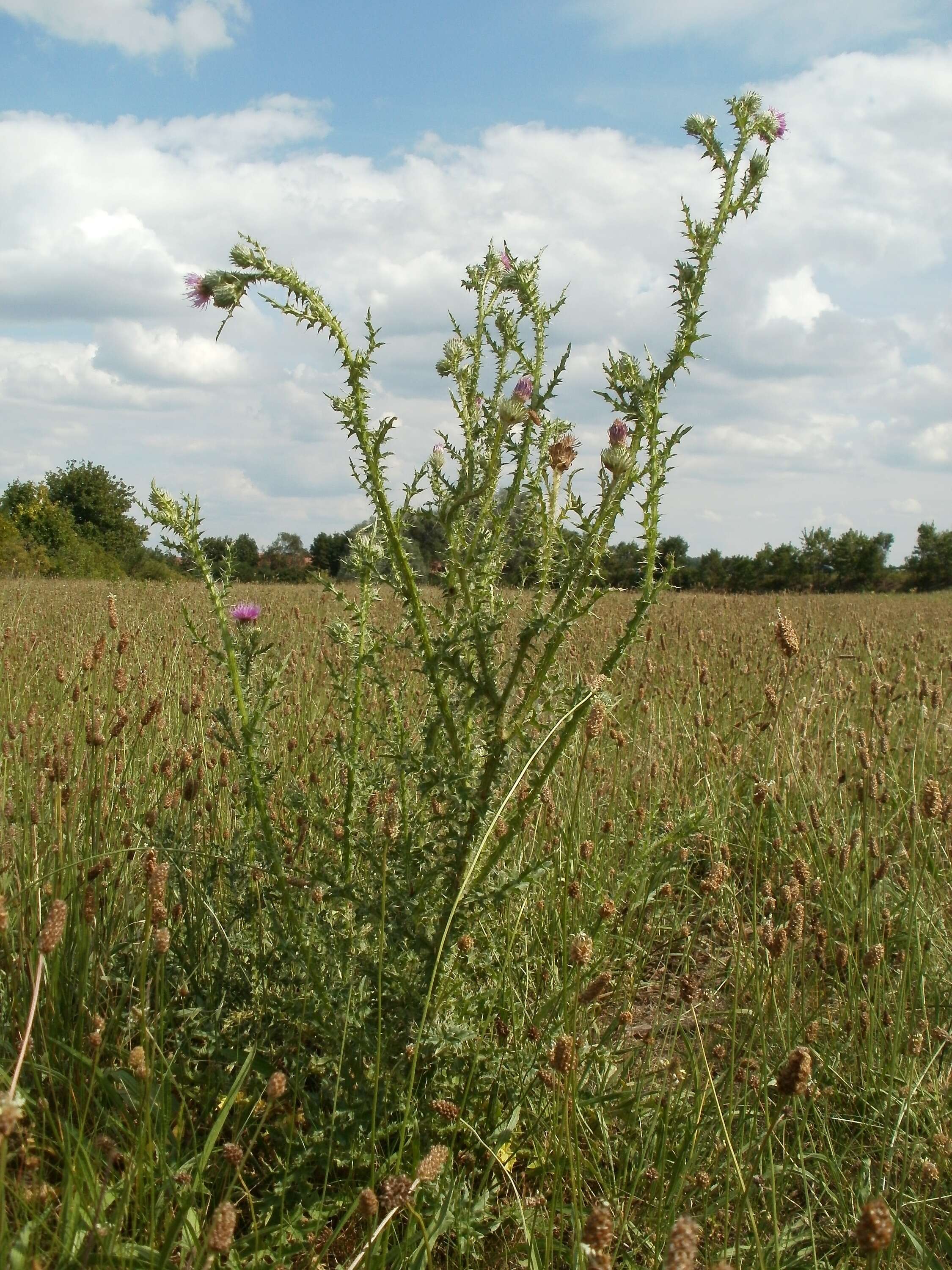 Слика од Carduus acanthoides L.