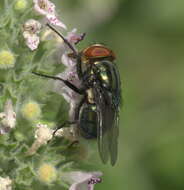 Cochliomyia macellaria (Fabricius 1775)的圖片