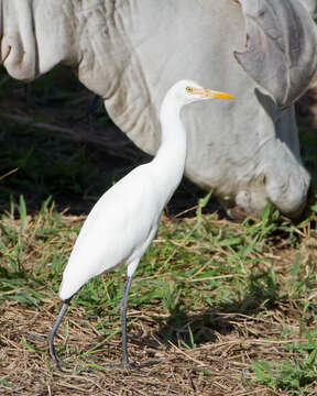 Image of Eastern Cattle Egret