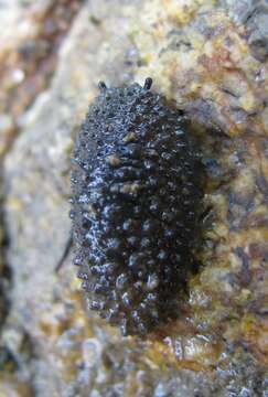 Image of celtic sea slug