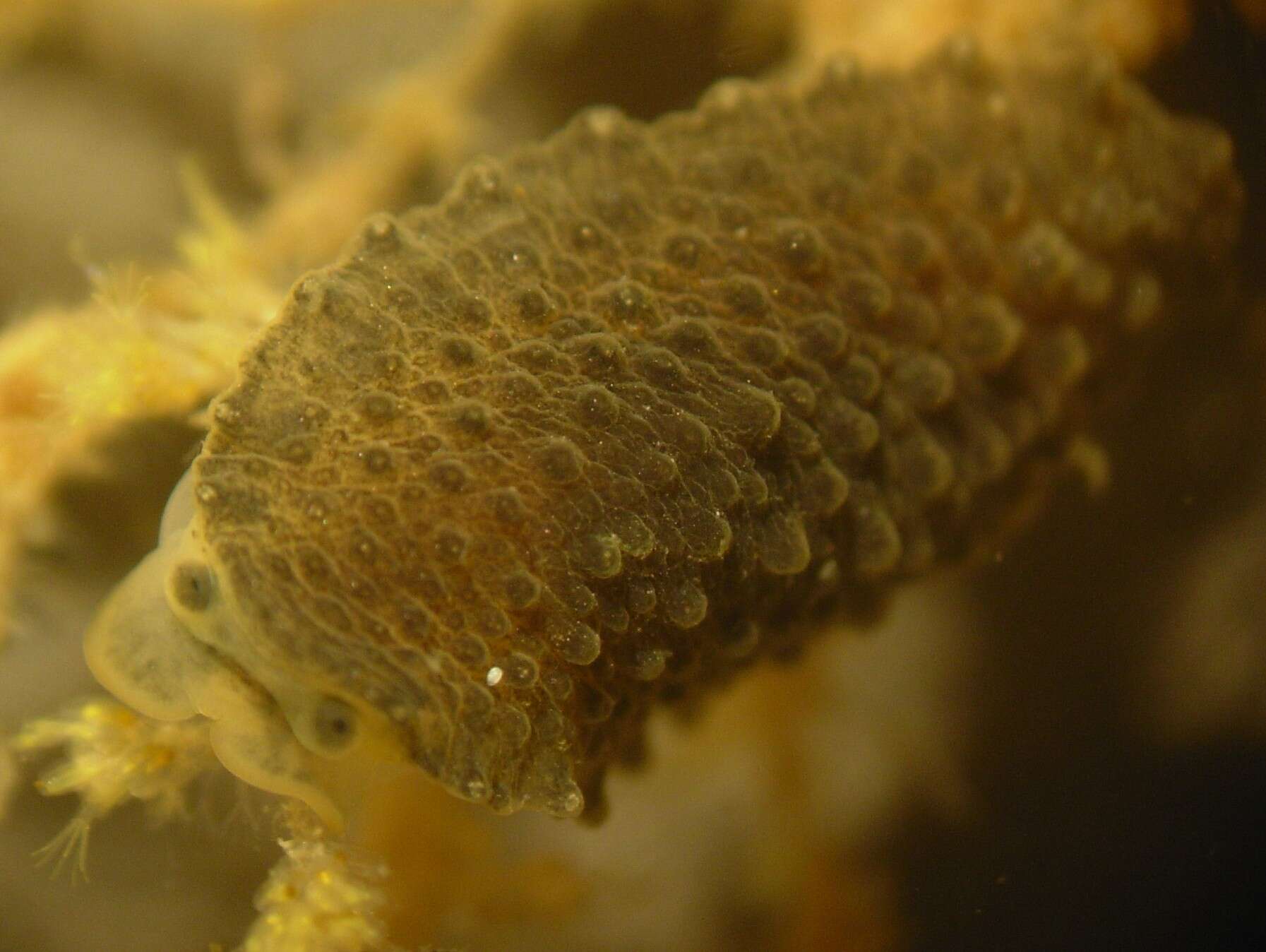 Image of celtic sea slug