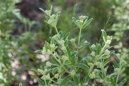 Image of Zieria involucrata R. Br. ex Benth.