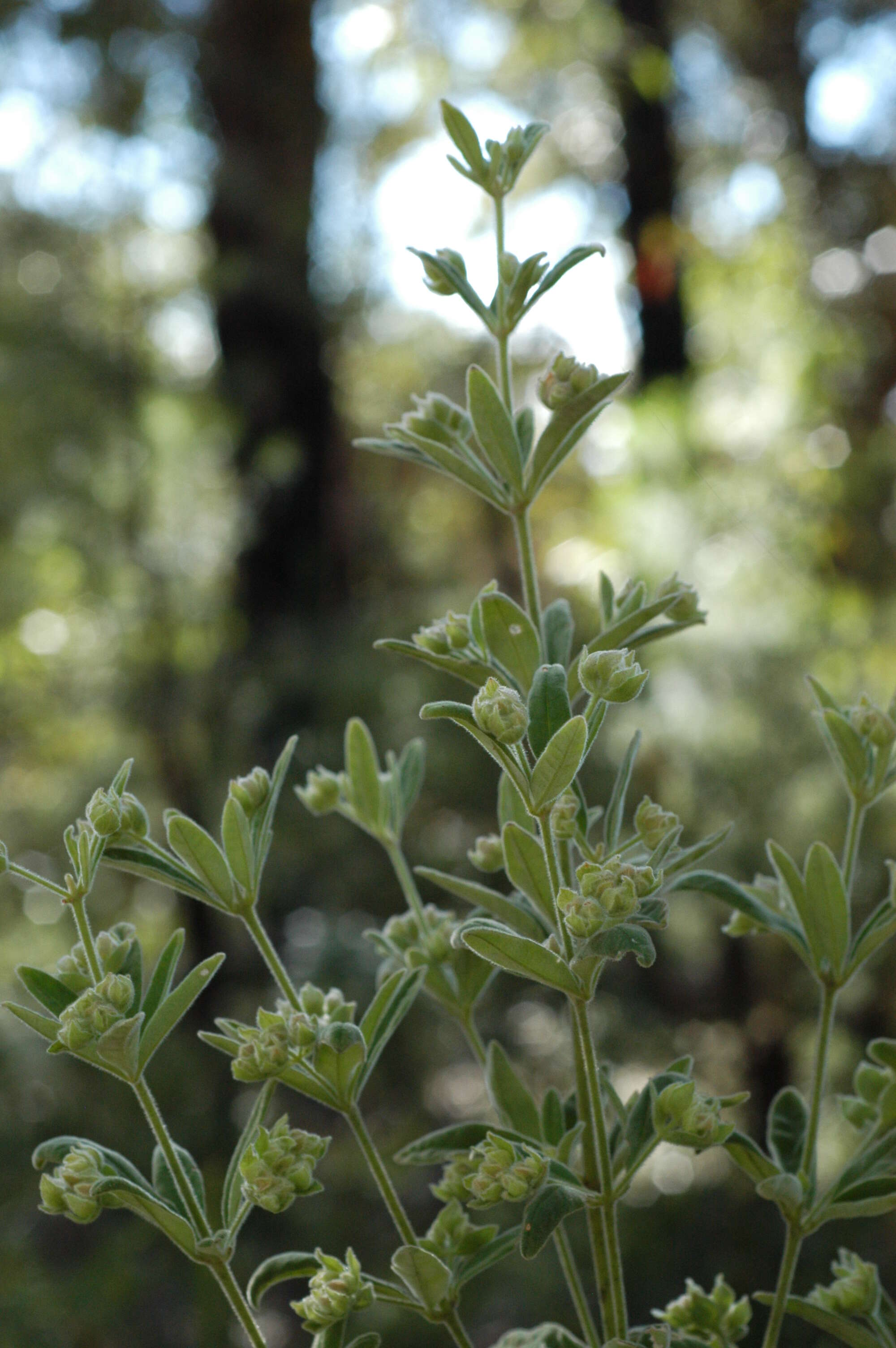 Image of Zieria involucrata R. Br. ex Benth.