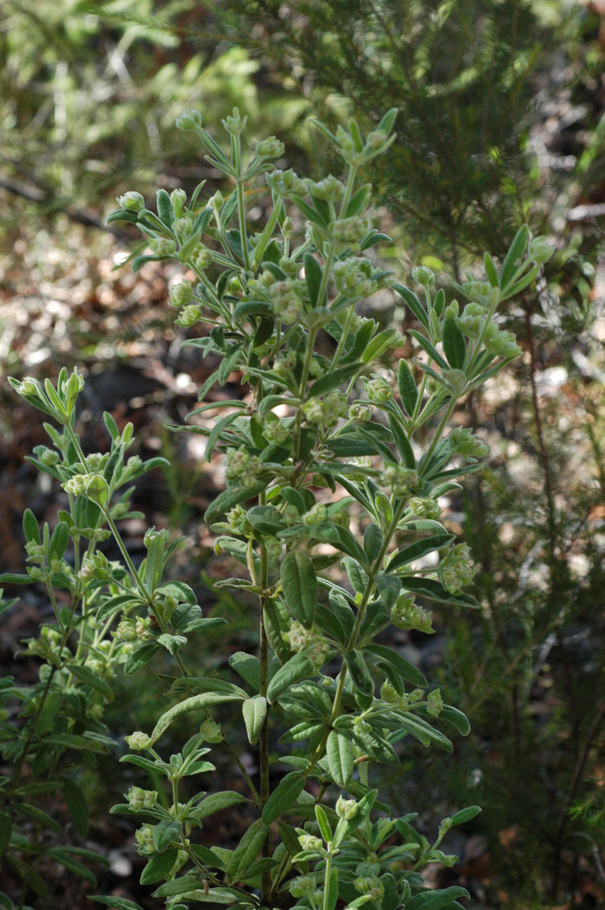 Image of Zieria involucrata R. Br. ex Benth.